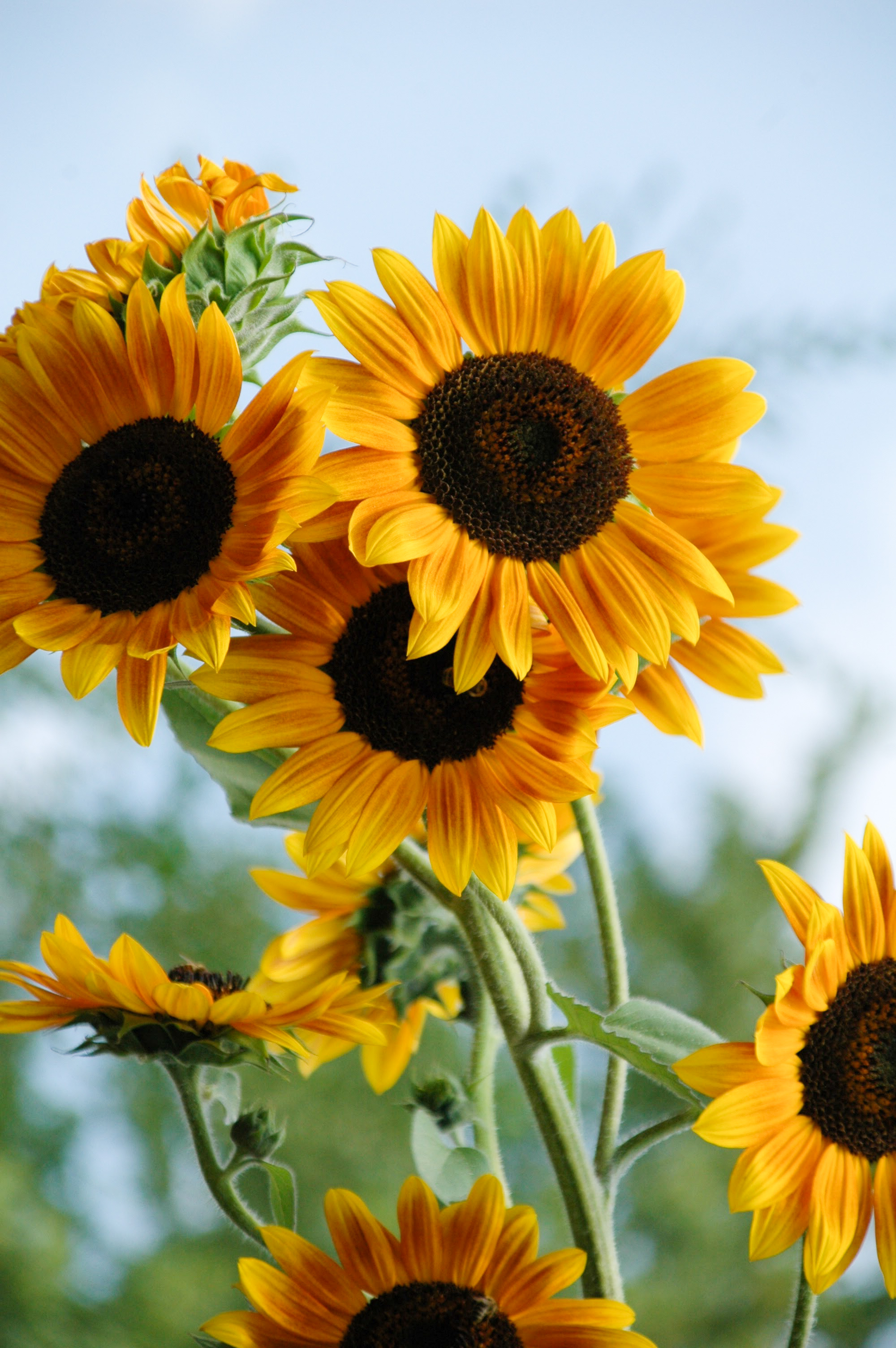 LifeofLizard Photography